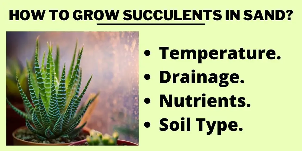 How To Grow Succulents in Sand?