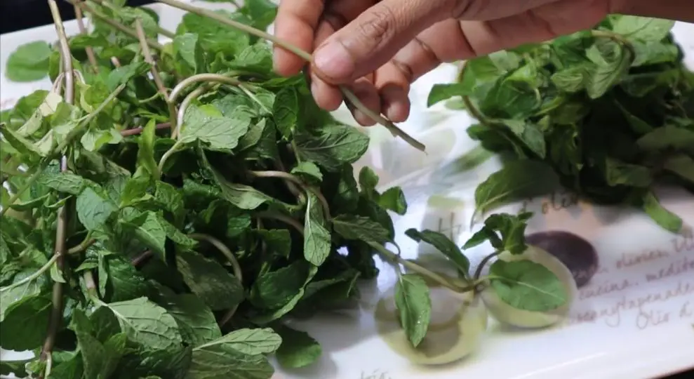 How To Store And Make Mint 