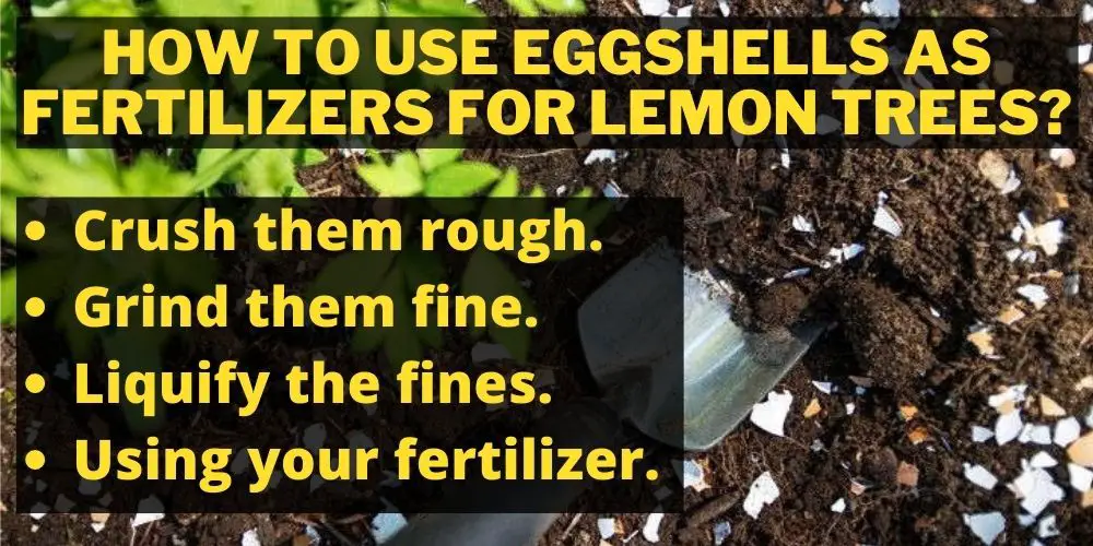 How To Use Eggshells as Fertilizers for Lemon Trees?