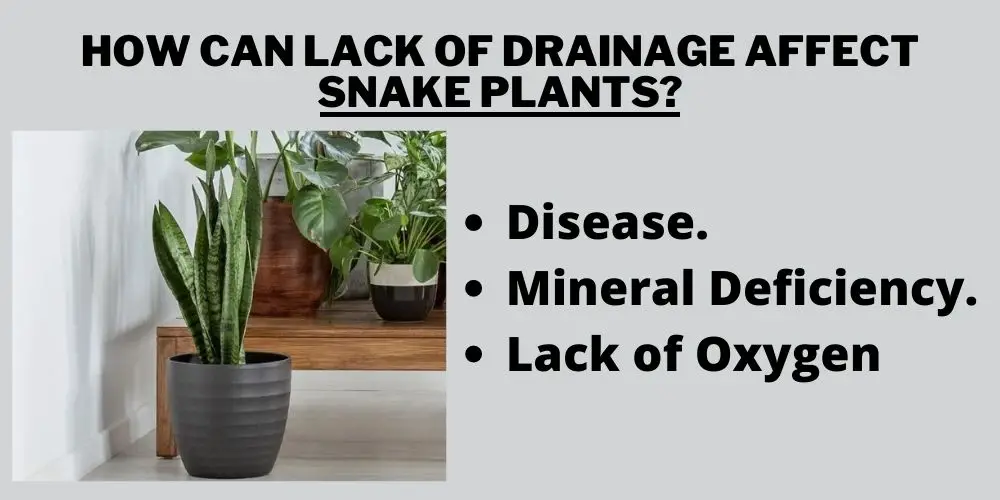 How can lack of drainage affect snake plants?