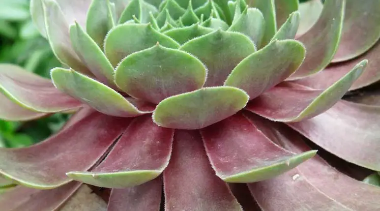 How do you fix red succulents?