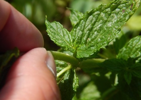 How do you know when mint is ready to pick?