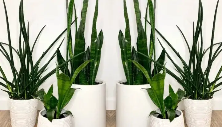 How to Grow Snake Plants Without Drainage Hole?