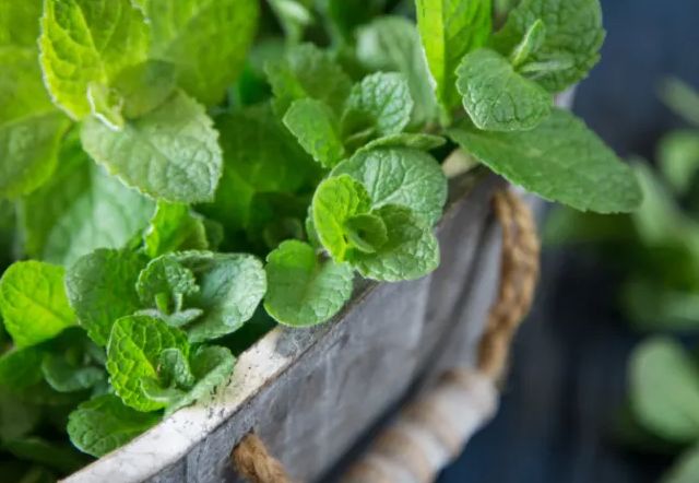 How to Harvest Mint Without Killing The Plant?