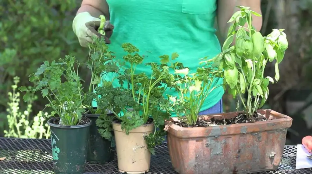 How to Harvest Parsley Without Killing the Plant?