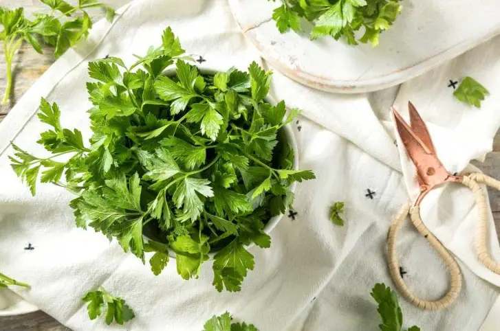 How to Harvest Parsley Without Killing the Plant? Complete Guide