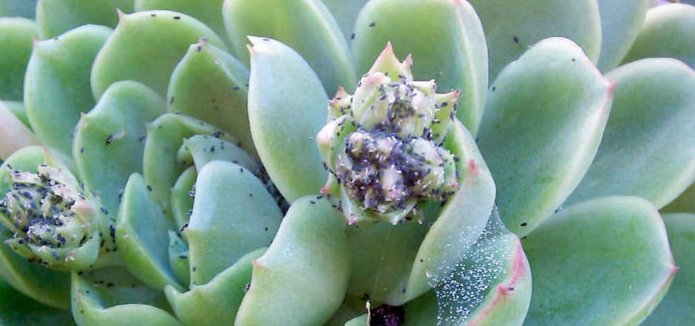 How to Keep Bugs Off Your Succulents?