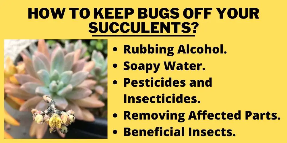 How to Keep Bugs Off Your Succulents?