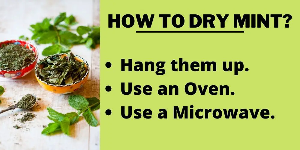 How to dry mint?