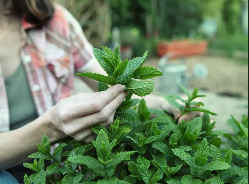 How to harvest mint without killing the plant