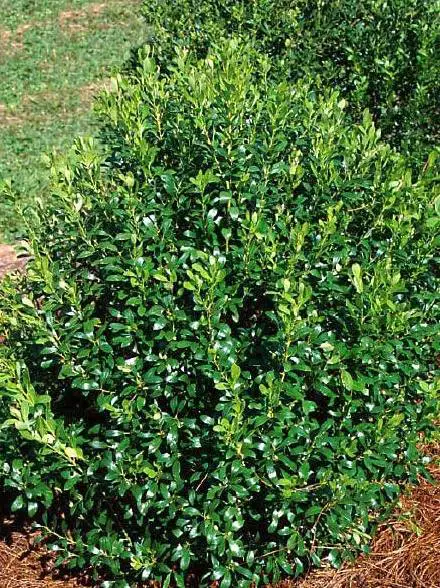 Inkberry (Ilex glabra)