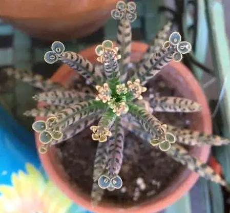 Mother of Millions (Kalanchoe delagoensis)