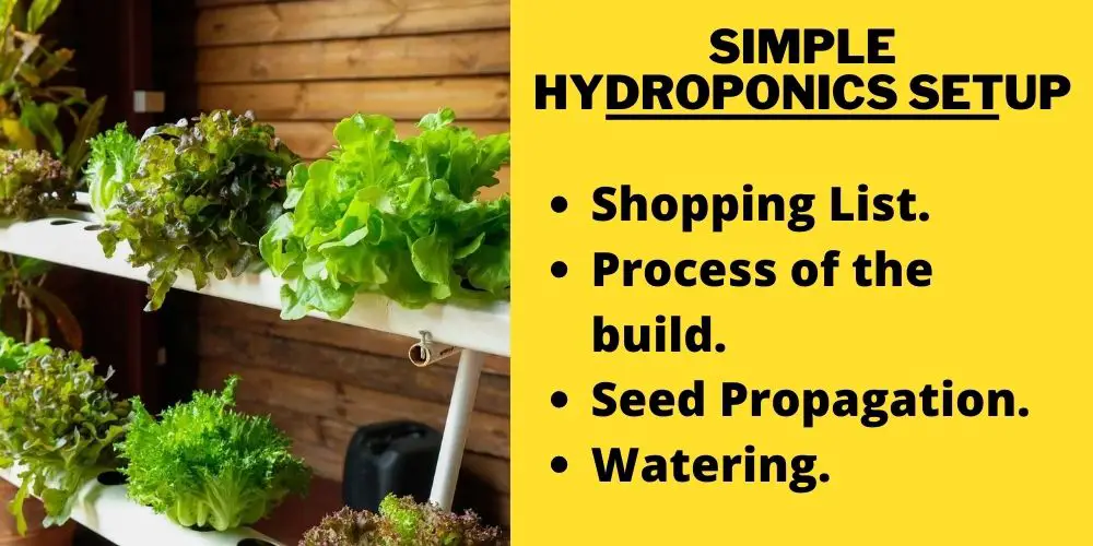 Simple Hydroponics Setup