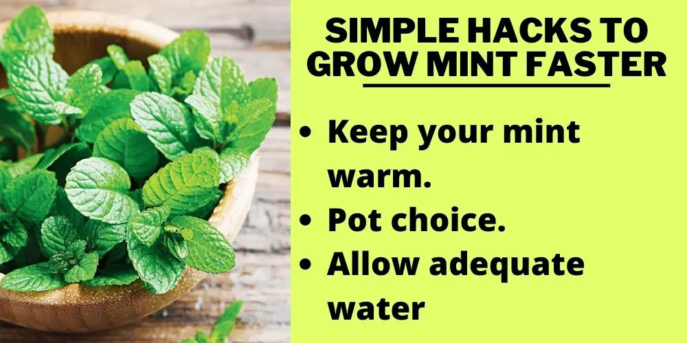 Simple hacks to grow mint faster