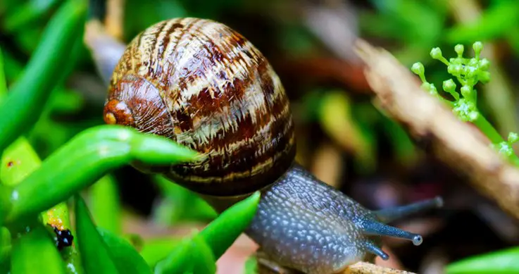 Snails on succulents