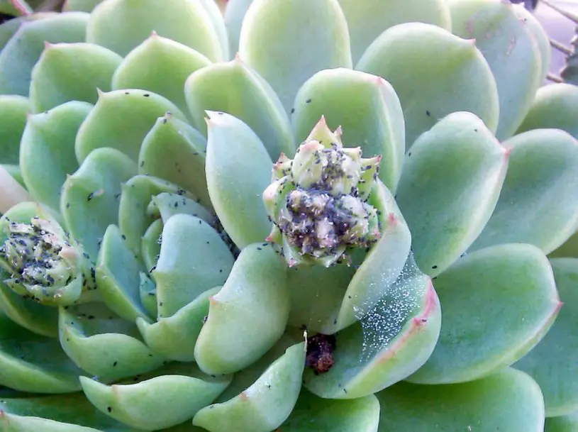 Spider Mites on succulents