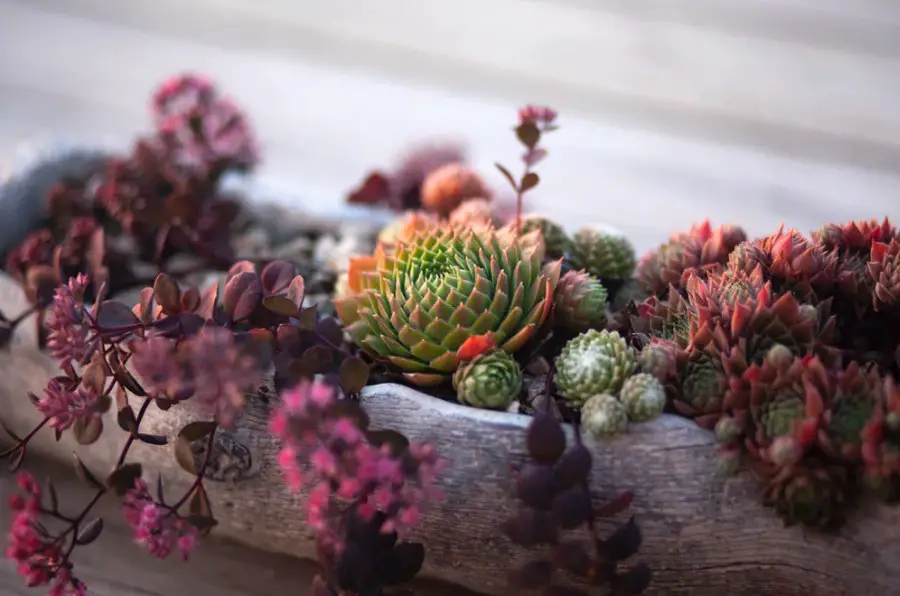 Succulent Good Stress vs. Bad Stress: How to Know?