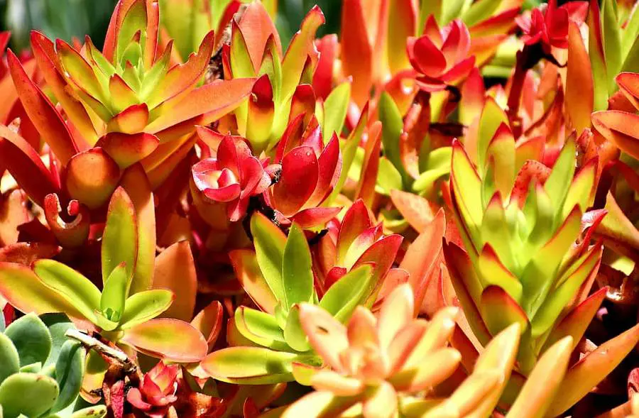 Succulent Leaves Turning Red? Everything You Should Know