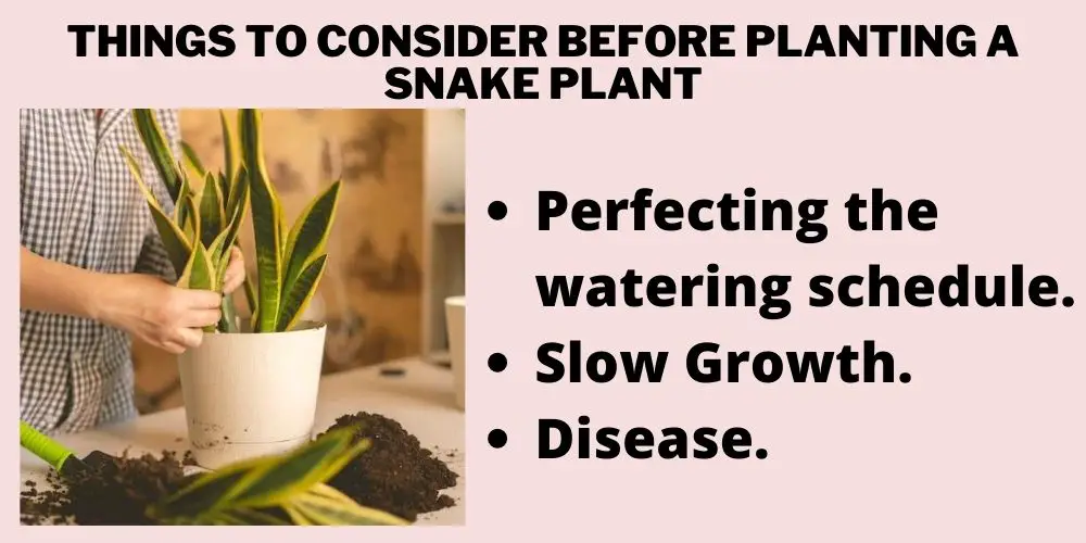 Things to consider before planting a snake plant