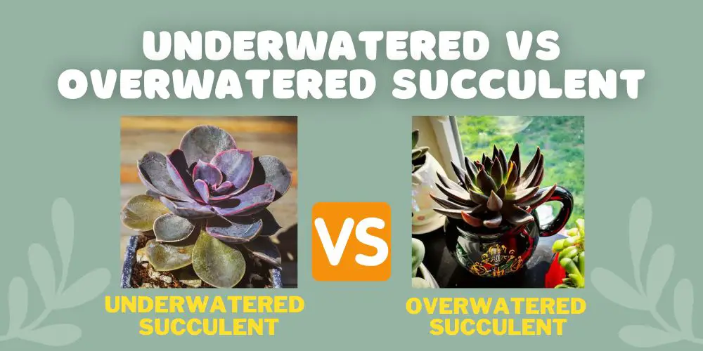 Underwatered vs overwatered succulent