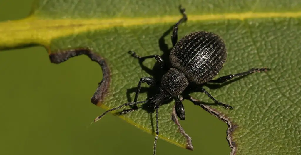 Vine Weevils on succulents