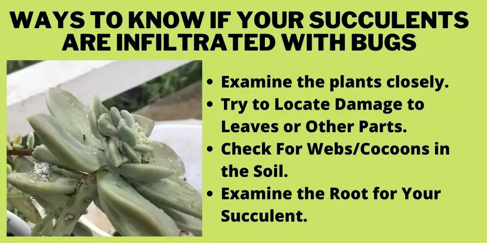 Ways to Know If Your Succulents Are Infiltrated With Bugs