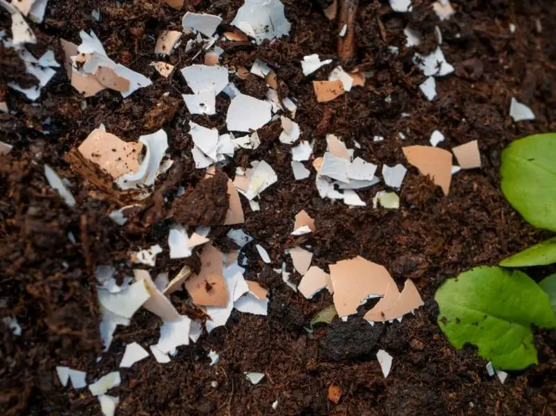 What Happens to Lemon Trees With Excess Eggshells?