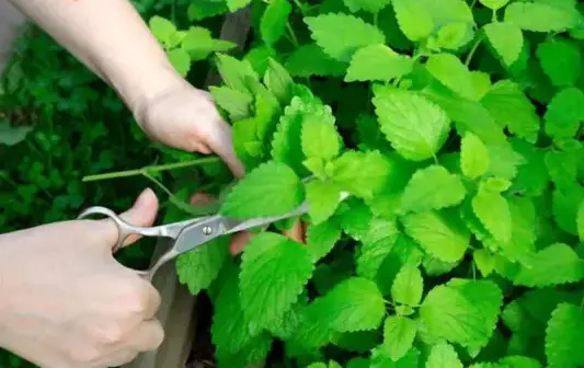 What is the best way to cut mint off the plant?