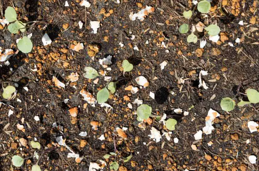 When to Use Eggshells as Fertilizers for Lemon Trees