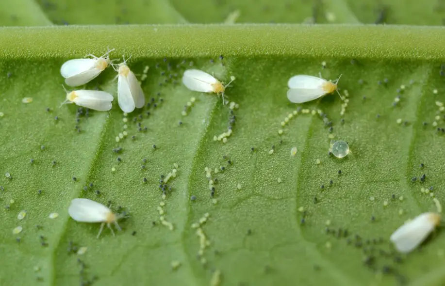 Whiteflies on succulents