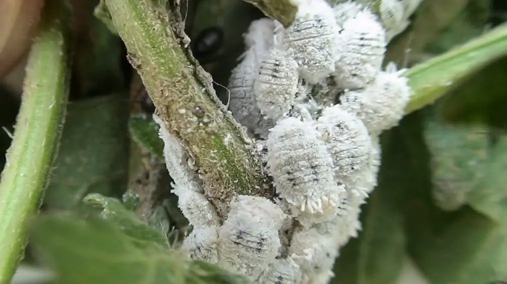 mealybugs on succulents