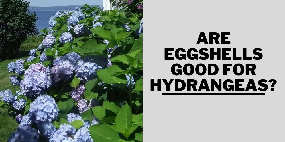 Are Eggshells Good for Hydrangeas?