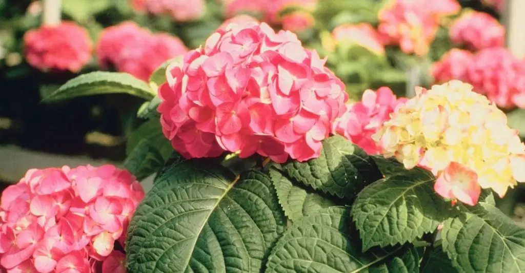 Are Eggshells Good for Hydrangeas?