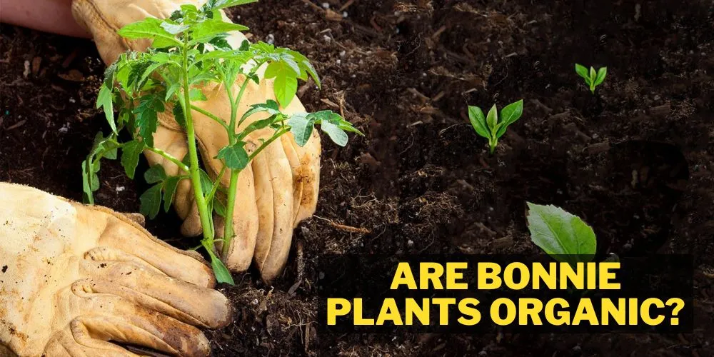 Are bonnie plants organic?