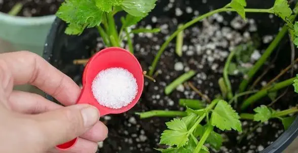 Can I sprinkle Epsom salt around plants?