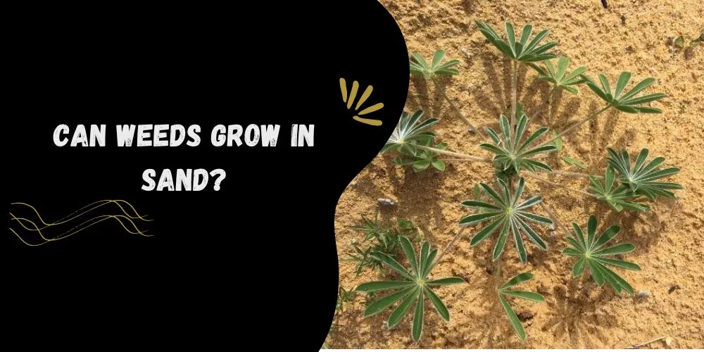 can weeds grow in sand