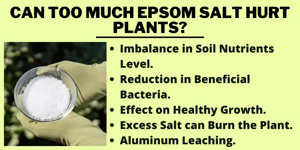 Can too much Epsom salt hurt plants