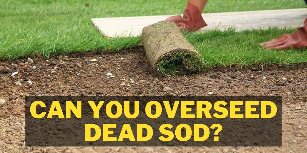 can you overseed dead sod