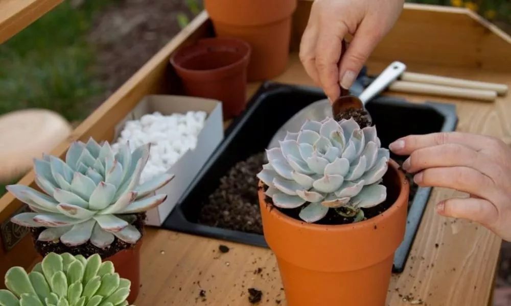 Can you leave succulents outside?