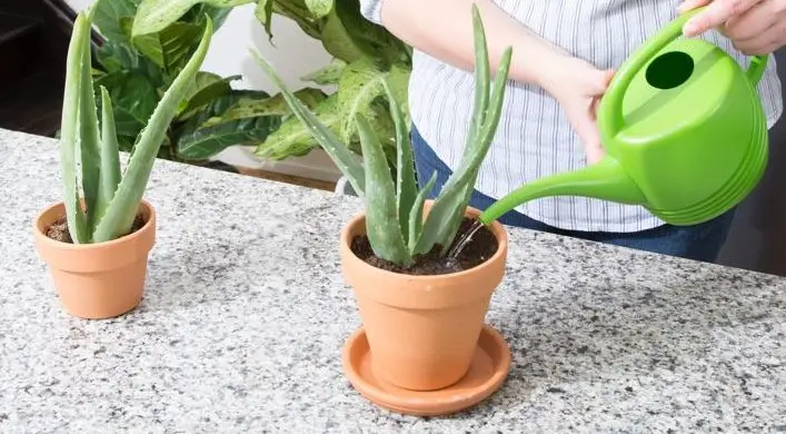 Cons of Overwatering Aloe Vera Plants with Possible Solutions