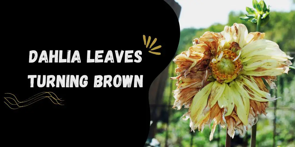 Dahlia Leaves Turning Brown