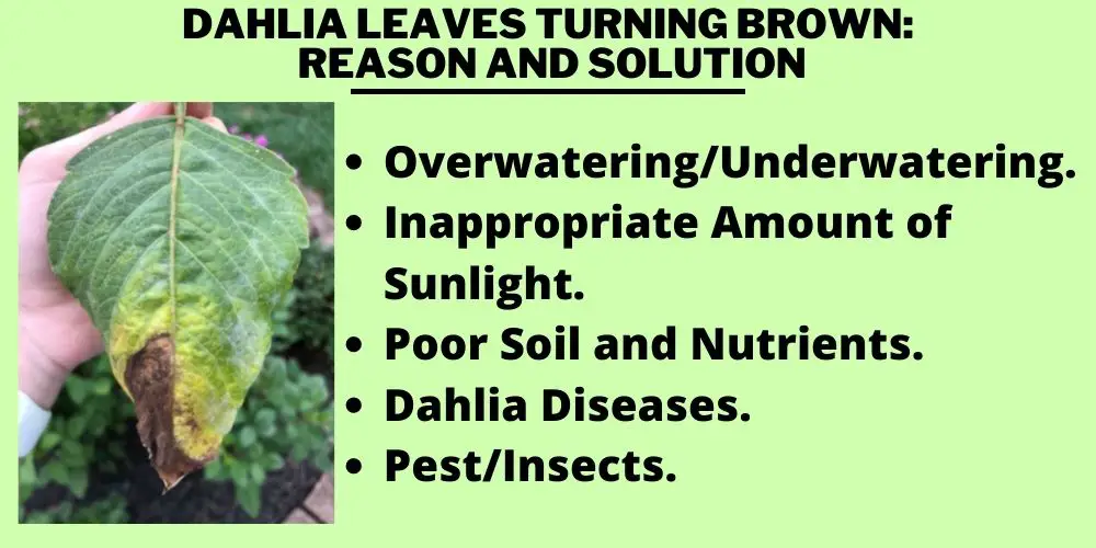 Dahlia Leaves Turning Brown: Reason and Solution