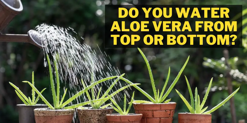 Do you water aloe vera from top or bottom?