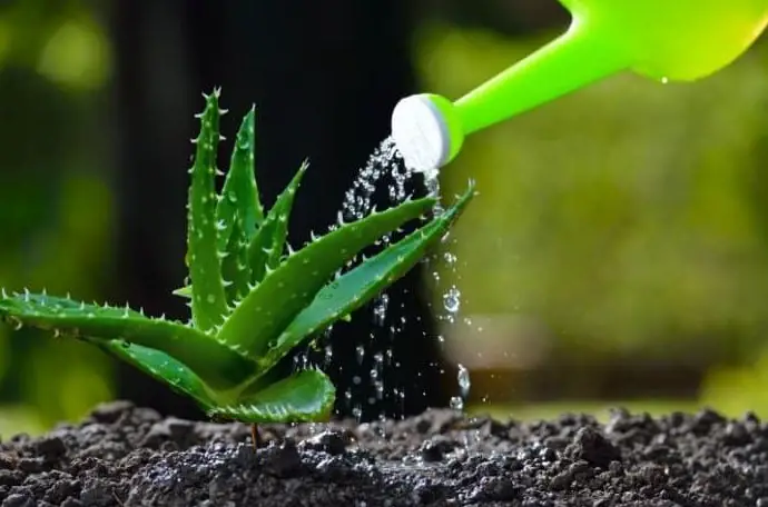 Do you water aloe vera from top or bottom?