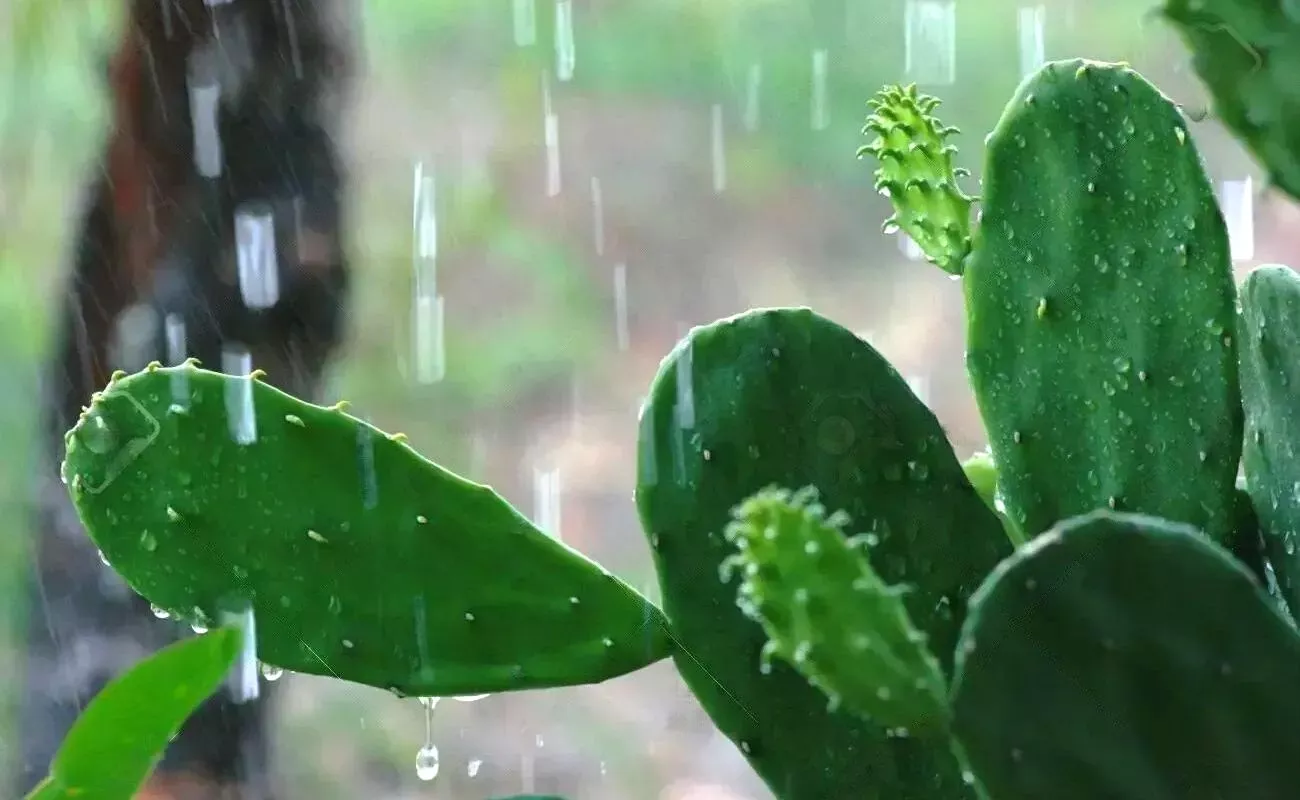 Does Rain Affect Succulents?