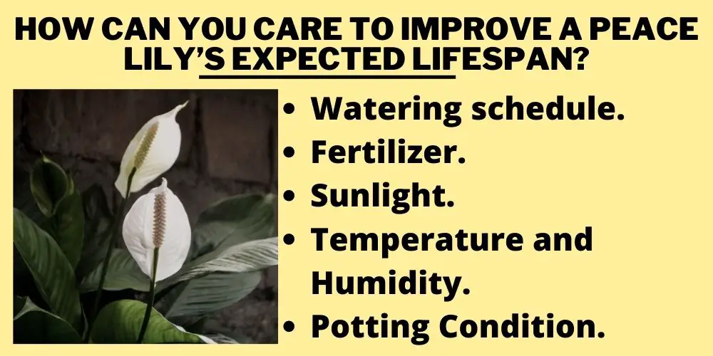 How Can You Care To Improve A Peace Lily’s Expected Lifespan?