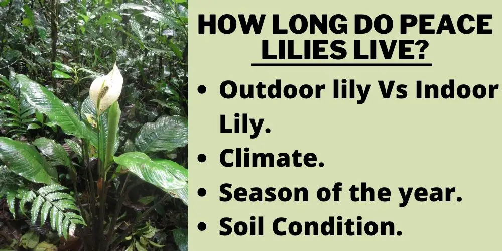 How Long Do Peace Lilies Live?