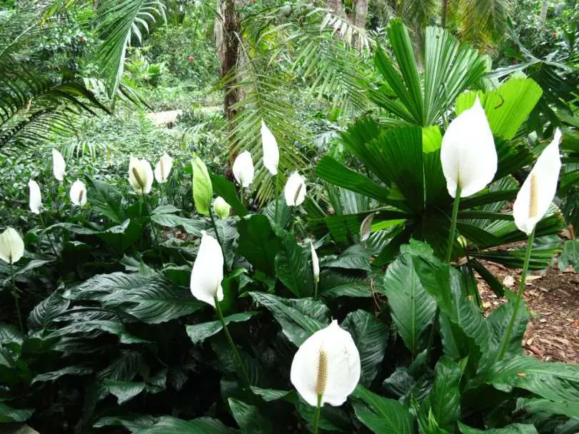 How Long Do Peace Lilies Live