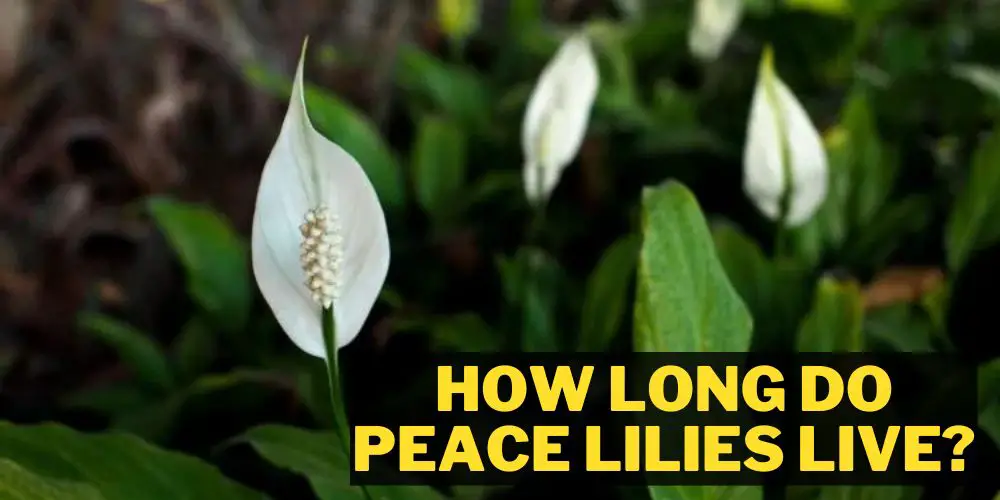 How Long Do Peace Lilies Live?