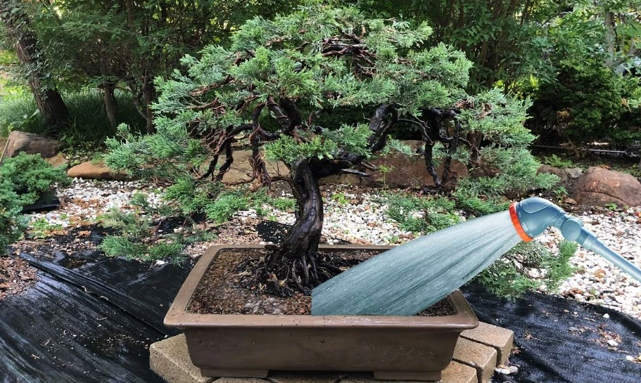 How do I know if my bonsai needs water?